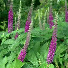 Image result for Exochaenium teuszii