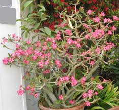 Image result for Adenium multiflorum