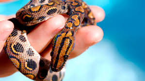 Brazilian Rainbow Boa 101: Care, Habitat & Diet For Beginners