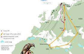 Dotterel develops noise reduction and audio recording technology for uavs. Migratory Connectivity Of Fennoscandian Dotterels Maghrebornitho