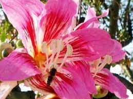 Miami beach flowers offers fresh flower delivery miami beach. Best Flower Beds In Miami Cbs Miami