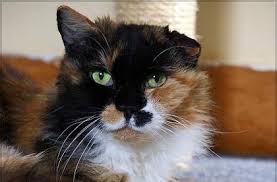 This blood clot causes tissue damage that. Cauliflower Ear In Cats Cat World