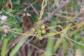 Image result for Cassytha pondoensis
