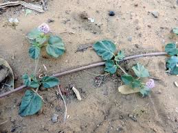Image result for Boerhavia repens