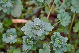 Image result for Chlorophytum amplexicaule