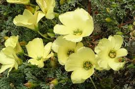 Image result for Hirpicium gazanioides