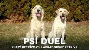 Image result for labrador retrívr