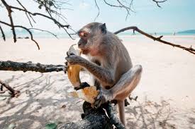 We did not find results for: Monkey Beach Review Koh Phi Phi Thailand 2021 Edition