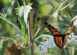 Image result for Ageratinastrum