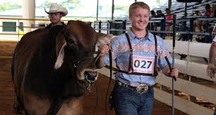 Angus and brahman cattle breed. The Benefits Of Brahman Cattle 5 Reasons Why You Should Own This Breed Moreno Ranches