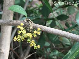 Image result for Afrocanthium mundianum