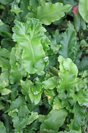 Asplenium Scolopendrium Cristatum In 2020 Ferns For Sale Shade Plants Ferns