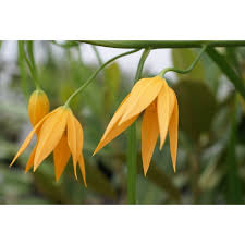 Image result for Littonia modesta