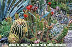 Cactus is a type of plant that can store large amounts of water and survive in extremely hot and dry habitats. Classification Of Plants 4 Major Types Of Plants Biology Explorer