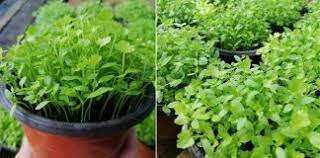 Pot diisi dengan tanah yang cepat kering. Cara Tanam Daun Sup Dari Biji Benih 2 Minggu Dah Merimbun