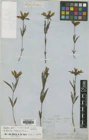 Image result for Aspilia ciliata