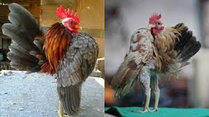 6 Jenis Ayam Ini Paling Mahal Di Dunia Ayam Termahal Berasal Dari Indonesia Per Ekor Rp 40 Juta Sriwijaya Post