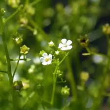 Image result for Vandellia subracemosa