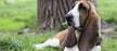Basset Hounds for Sale in Warrenton, Virginia | Dogs on ...