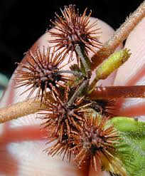 Image result for Triumfetta digitata