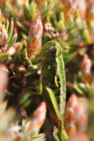 Image result for Albertisia