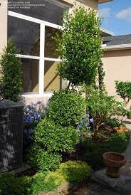 Maybe you would like to learn more about one of these? Plantfiles Pictures Eugenia Brush Cherry Monterey Bay Eugenia Myrtifolia By Eveliana