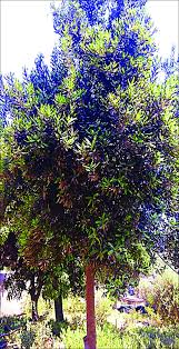 Image result for Macadamia aff. integrifolia