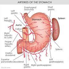 Understanding The Human Stomach Anatomy With Labeled Diagrams Medical Knowledge Medical Ultrasound Medical Anatomy