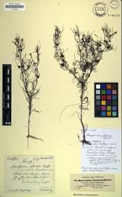 Image result for Rhamphicarpa