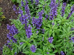 Herb and vegetable gardens are perfect for planting in the spring. The 7 Best Sping Flowers To Plant In Texas 2020 Guide