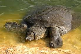 Lượt xem 3,6 tr3 năm trước. Trionyx Alchetron The Free Social Encyclopedia