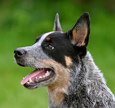 The Ultimate Australian Cattle Dog Food Buyers Guide Dog