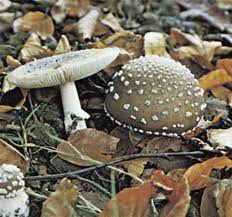 Panther Cap Fungus Britannica