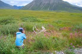 During the midnight sun there is no sunset and the sun is over the horizon continuously for 24 hours or more. Fairbanks Arctic Tours Fly Or Drive Above The Arctic Alaska Org