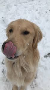 Golden Retriever's protective nature with family