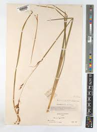 Image result for Dierama cupuliflorum