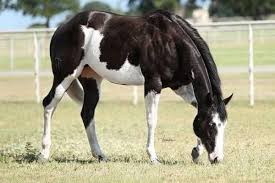 Black And White Paint Horses For Sale In Texas For Sale In Our Online Summer Auction Going On Now July 15th Horse Markings American Paint Horse Cute Horses