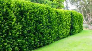 And who doesn't want more green in a garden? Murraya Hedge Burke S Backyard