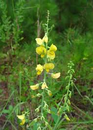 Image result for Crotalaria reptans