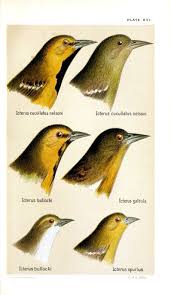 4 Mechanisms Of Evolutionary Change 1 Natural Selection 2 Mutation 3 Migration Gene Flow 4 Genetic Drift Evolution Concept Map Evolution Birds