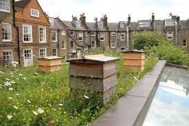 Architecture And The Environment Green Roof Roof Garden Green Roof Benefits