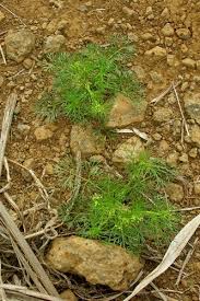 Image result for Apium leptophyllum