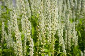 Image result for Justicia betonica