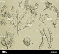 Image result for Cadaba farinosa