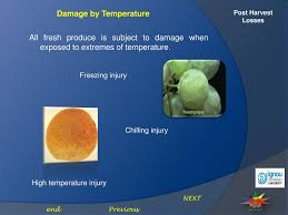 Ppt Post Harvest Losses Powerpoint Presentation Free Download Id 1433432