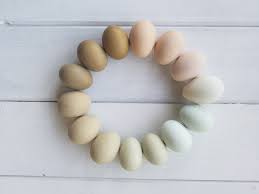 which breeds of chickens lay colored eggs fresh eggs daily