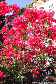 We did not find results for: Pruning Bougainvillea In Summer To Encourage More Bloom