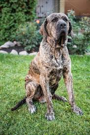 In this new animalwised video, we talk about one of the most popular brazilian dog breeds in the world. Brazilian Mastiff Fila Dog Best Guard Dogs Guard Dog Breeds Best Guard Dog Breeds