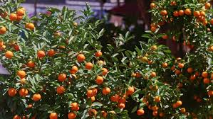 A tree of mandarin orange. Mandarin Trees Tops Full Of Stock Footage Video 100 Royalty Free 23814034 Shutterstock