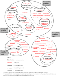 Image result for Vigna multinervis